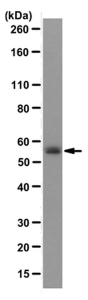 Anti-GLUT1 (CT) Antibody, clone 5B12.3 | MABS132